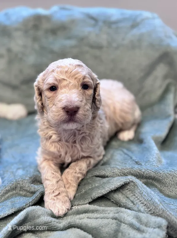 Jester CKC  – Labradoodle, Poodle - Standard  puppy for sale in Dunn, NC