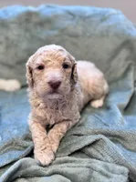 Jester CKC , a male Labradoodle and Poodle - Standard  for sale in Dunn, NC – Photo 1 of 6