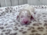Jester, a male Labradoodle and Poodle - Standard  for sale in Dunn, NC – Photo 2 of 7