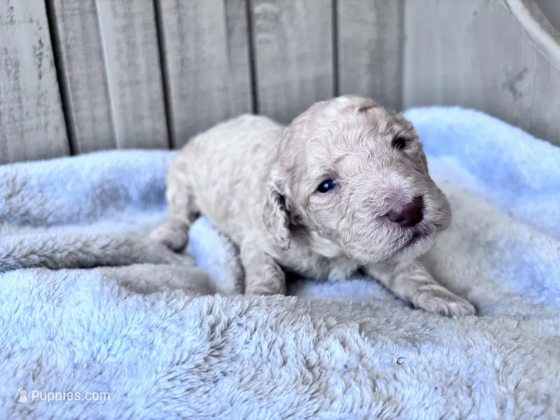 Jester – Labradoodle, Poodle - Standard  puppy for sale in Dunn, NC