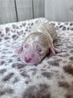 Jester, a male Labradoodle and Poodle - Standard  for sale in Dunn, NC – Photo 5 of 7