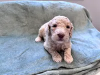 Jester CKC , a male Labradoodle and Poodle - Standard  for sale in Dunn, NC – Photo 3 of 6