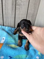 Pepper AKC , a male Miniature Pinscher for sale in Dunn, NC – 3 of 8