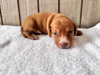 Pumpkin AkC , a male Miniature Dachshund for sale in Dunn, NC – 4 of 7