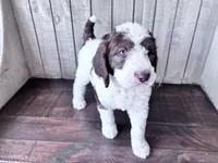 Chip CKC , a male Labradoodle and Poodle - Standard  for sale in Dunn, NC – 2 of 8