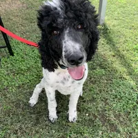 Due , a  Labradoodle for sale in Dunn, NC – Photo 3 of 5