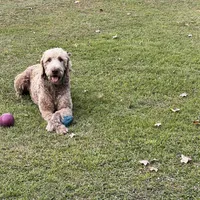 Due , a  Labradoodle for sale in Dunn, NC – Photo 2 of 5