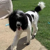 Due , a  Labradoodle for sale in Dunn, NC – Photo 4 of 5