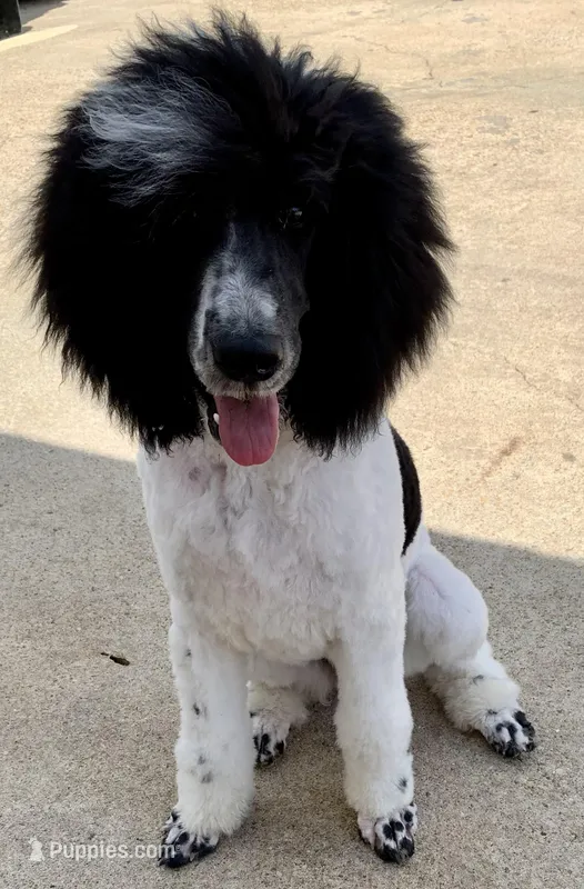 Due  – Labradoodle puppy for sale in Dunn, NC