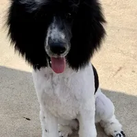 Due , a  Labradoodle for sale in Dunn, NC – Photo 1 of 5