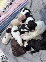 Litter , a female Labradoodle for sale in Dunn, NC – Photo 1 of 6