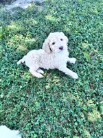 Jester curly CKC , a male Labradoodle and Poodle - Standard  for sale in Dunn, NC – 8 of 10