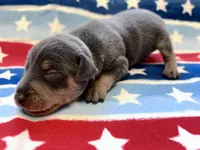 Otis , a male Miniature Pinscher for sale in Dunn, NC – 2 of 7