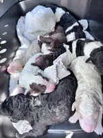 Gracie , a female Labradoodle for sale in Dunn, NC – Photo 9 of 9