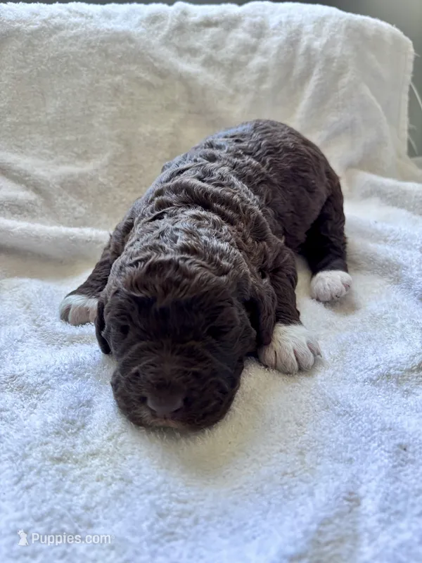 Gracie CKC registered  – Labradoodle puppy for sale in Dunn, NC