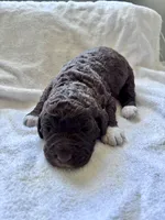 Gracie (chocolate) CKC registered , a female Labradoodle for sale in Dunn, NC – Photo 6 of 7