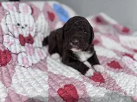 Gracie (chocolate) CKC registered , a female Labradoodle for sale in Dunn, NC – Photo 3 of 7