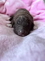 Gracie , a female Labradoodle for sale in Dunn, NC – Photo 5 of 9