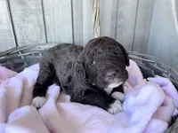 Gracie (chocolate) CKC registered , a female Labradoodle for sale in Dunn, NC – Photo 2 of 7