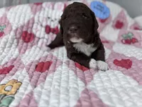 Gracie (chocolate) CKC registered , a female Labradoodle for sale in Dunn, NC – Photo 4 of 7