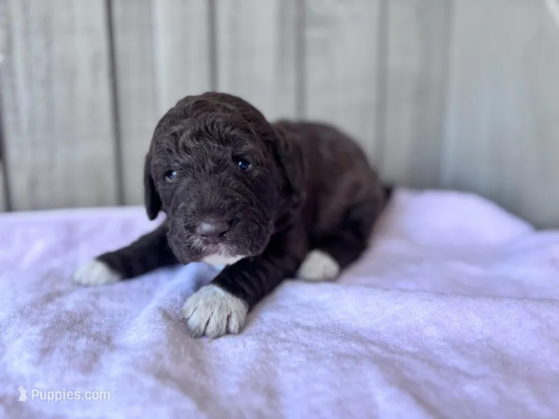 Gracie (chocolate) CKC registered  – Labradoodle puppy for sale in Dunn, NC