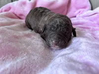 Gracie , a female Labradoodle for sale in Dunn, NC – Photo 2 of 9