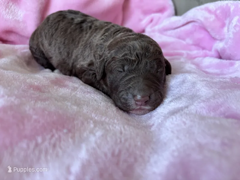 Gracie  – Labradoodle puppy for sale in Dunn, NC