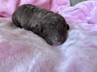 Gracie , a female Labradoodle for sale in Dunn, NC – Photo 1 of 9
