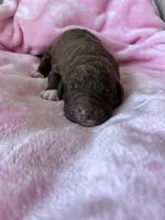 Gracie , a female Labradoodle for sale in Dunn, NC – Photo 8 of 9