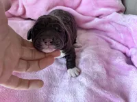 Gracie , a female Labradoodle for sale in Dunn, NC – Photo 7 of 9