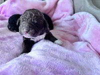 Gracie , a female Labradoodle for sale in Dunn, NC – Photo 3 of 9