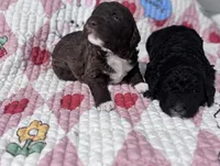 Gracie (chocolate) CKC registered , a female Labradoodle for sale in Dunn, NC – Photo 5 of 7