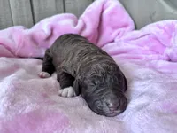 Gracie , a female Labradoodle for sale in Dunn, NC – Photo 4 of 9