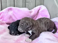 Gracie , a female Labradoodle for sale in Dunn, NC – Photo 6 of 9