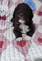 Gracie (chocolate) CKC registered , a female Labradoodle for sale in Dunn, NC – Photo 7 of 7