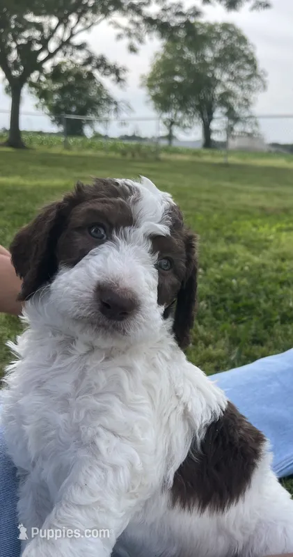 Chip Chocolate/white / CKC registered  – Labradoodle, Poodle - Standard  puppy for sale in Dunn, NC