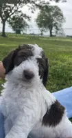 Chip CKC , a male Labradoodle and Poodle - Standard  for sale in Dunn, NC – 8 of 8