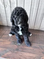 Luna CKC curly, a female Labradoodle for sale in Dunn, NC – 3 of 9