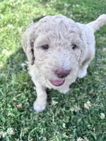 Jester f1b, a male Labradoodle and Poodle - Standard  for sale in Dunn, NC – 1 of 10