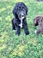 Luna CKC curly, a female Labradoodle for sale in Dunn, NC – 7 of 9