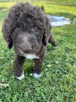 Gracie f1b/CKC , a female Labradoodle for sale in Dunn, NC – 1 of 4