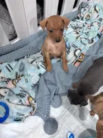 Pebbles  AKC registered , a female Miniature Pinscher for sale in Dunn, NC – 3 of 9