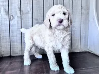 Jester curly CKC , a male Labradoodle and Poodle - Standard  for sale in Dunn, NC – 10 of 10