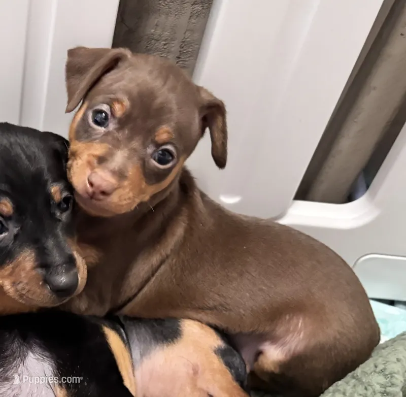 Belle  – Miniature Pinscher puppy for sale in Dunn, NC
