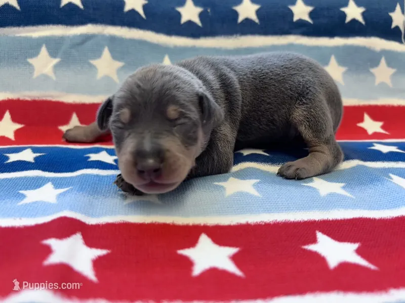 Otis  – Miniature Pinscher puppy for sale in Dunn, NC