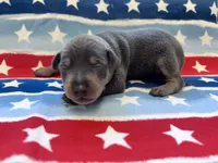 Otis , a male Miniature Pinscher for sale in Dunn, NC – 1 of 7