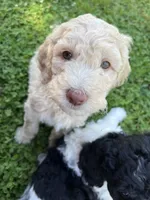 Jester curly CKC , a male Labradoodle and Poodle - Standard  for sale in Dunn, NC – 3 of 10