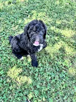Luna CKC curly, a female Labradoodle for sale in Dunn, NC – 9 of 9