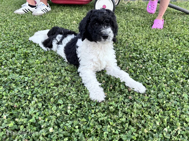 Nova  F1b /CKC , a female Labradoodle and Poodle - Standard  for sale in Dunn, NC – 1 of 8