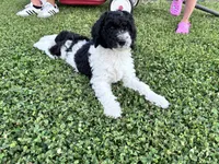 Nova  F1b /CKC , a female Labradoodle and Poodle - Standard  for sale in Dunn, NC – 1 of 8